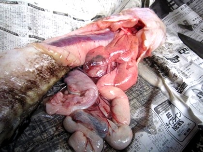 タナカゲンゲの内臓